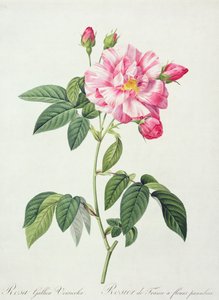 Rosa gallica versicolor (Französische Rose), graviert von Langlois, aus 